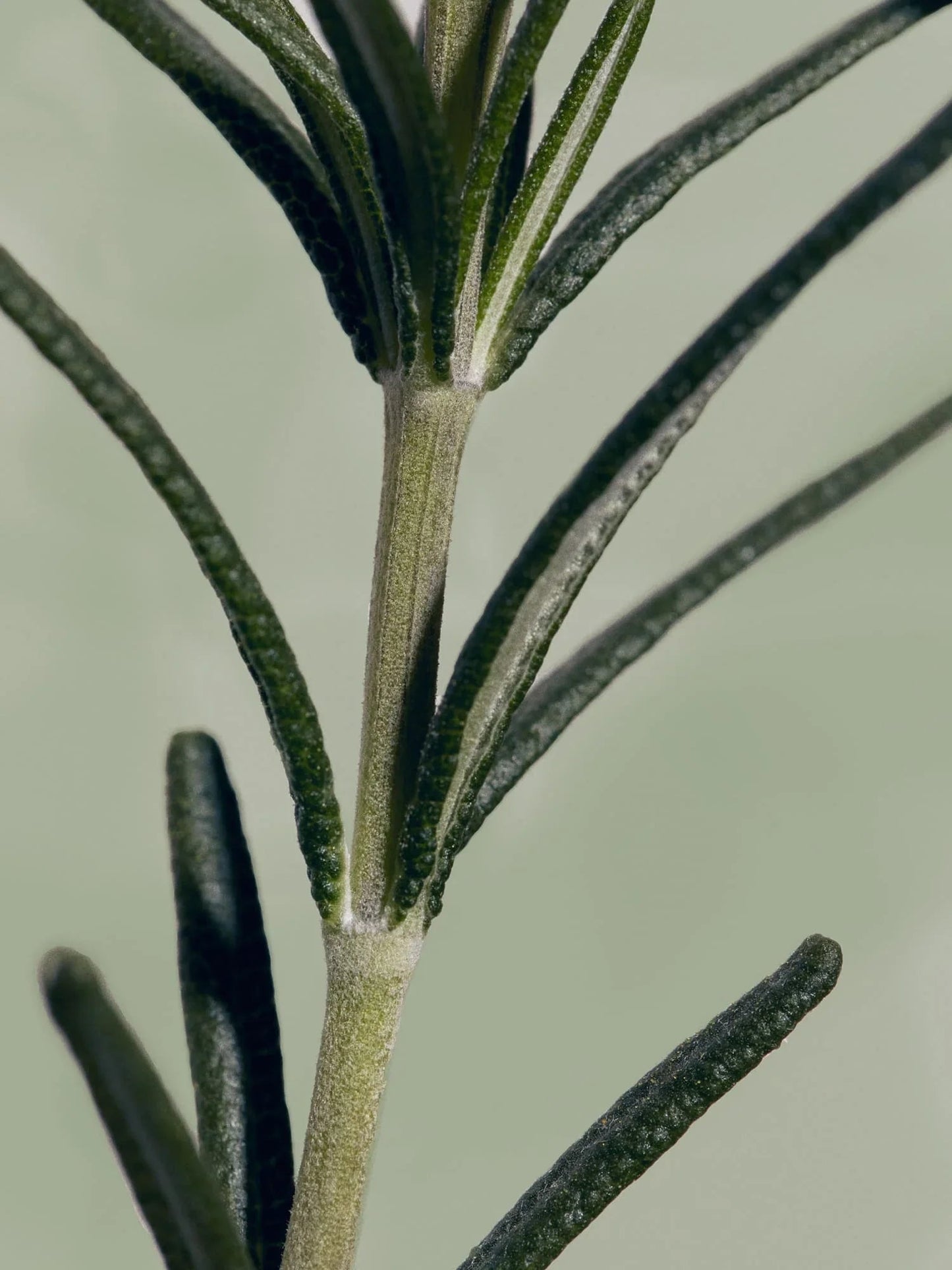 Aromatica - Rosemary Root Enhancer